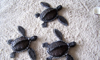 Don't Kill the Turtle! Just use the replica to decorate for house