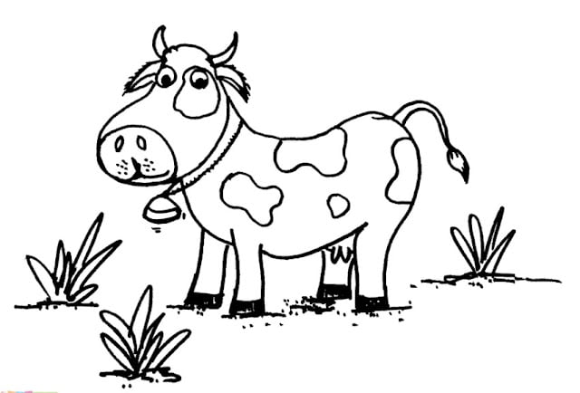 cow pictures for kids