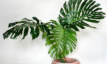 10 Recommended Indoor Ornamental Plants, Make Your Home Healthy and Beautiful!
