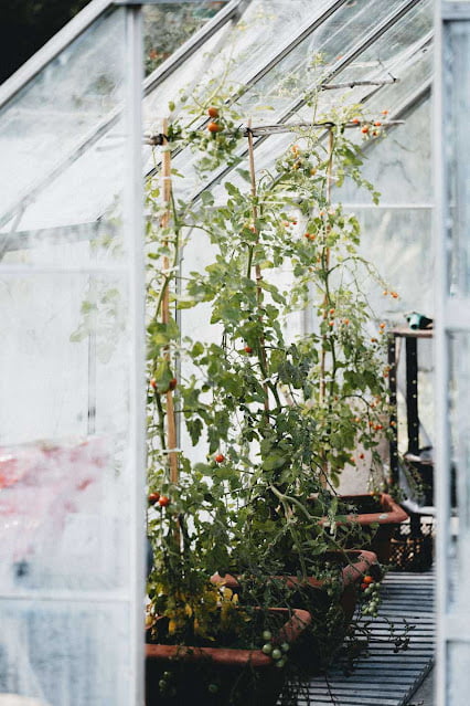 steps for how to grow tomatoes in pots steps for how to grow tomatoes in pots
