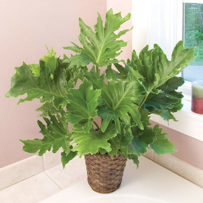 indoor plant trends 2023 indoor plant trends 2023