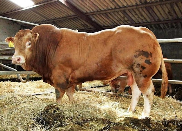 best beef cattle to raise for profit