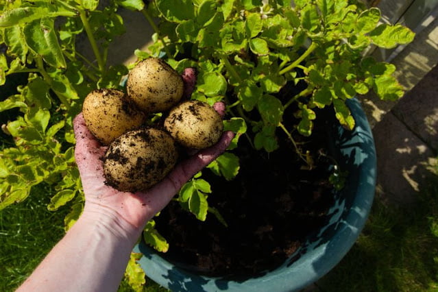 how to grow potatoes in a container how to grow potatoes in a container