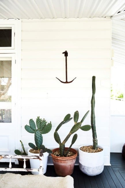 indoor plant trends 2023 indoor plant trends 2023