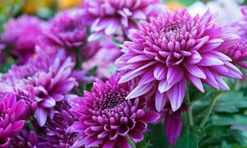 7 Best Air Purifying Plants to Overcome Pollution