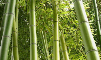Various ways to use bamboo in the interior