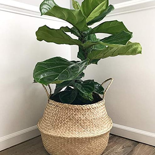 decorative pots for indoor plants