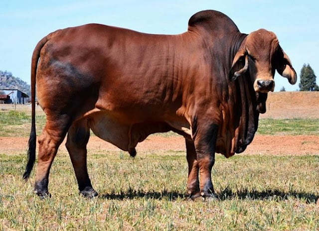 best beef cattle to raise for profit