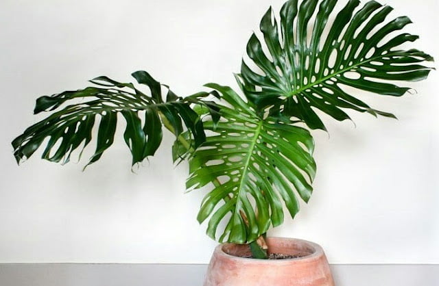 Indoor Ornamental Plants