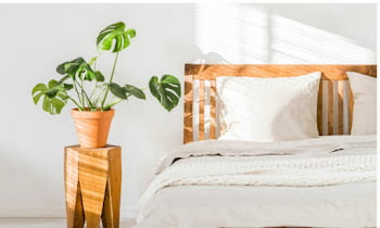 10 Indoor Plant Trends 2023 | So More Up To Date!