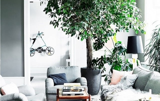 trees for decorating indoors trees for decorating indoors