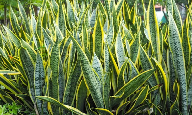 odor absorbing plants odor absorbing plants
