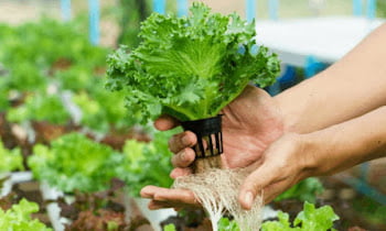How to take care of hydroponic plants in 7 easy steps