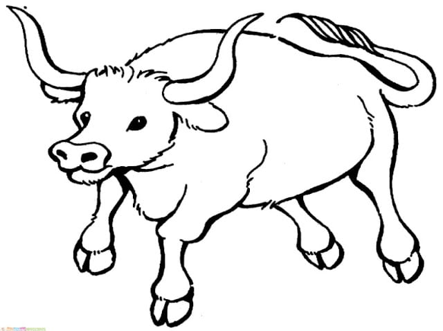 cow pictures for kids