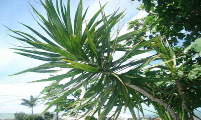 odor absorbing plants odor absorbing plants