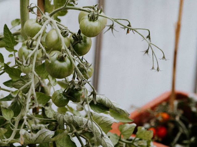 steps for how to grow tomatoes in pots steps for how to grow tomatoes in pots