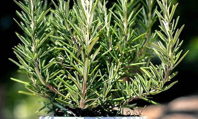 odor absorbing plants odor absorbing plants