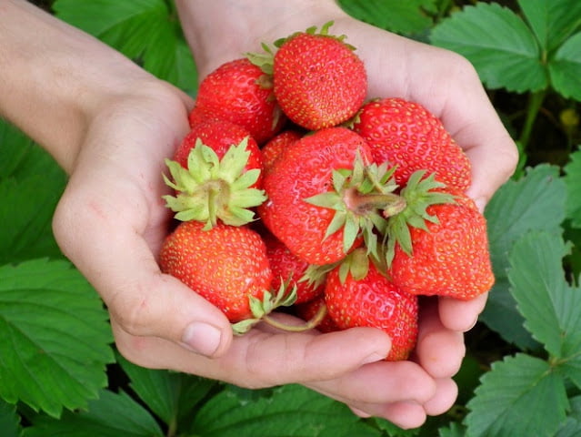how to grow strawberries from seeds