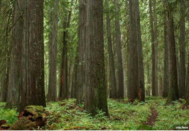 largest tree in the world largest tree in the world