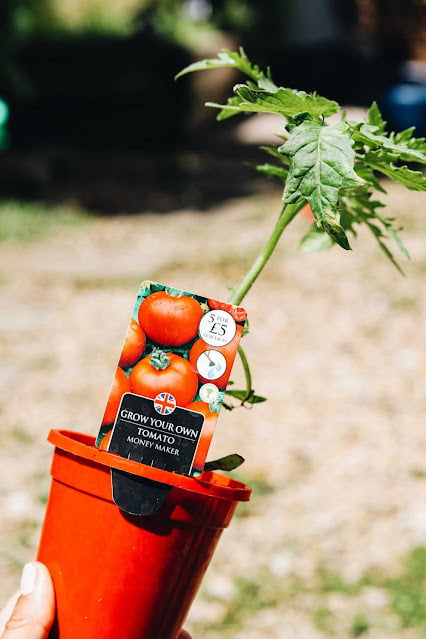 steps for how to grow tomatoes in pots steps for how to grow tomatoes in pots