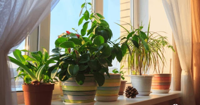 indoor ornamental plants with names and pictures