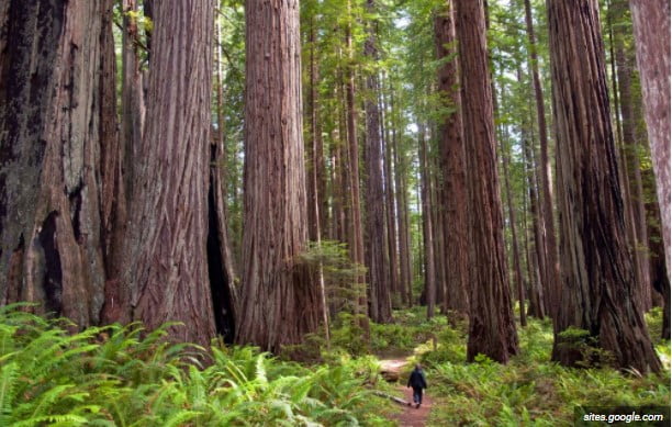 largest tree in the world largest tree in the world