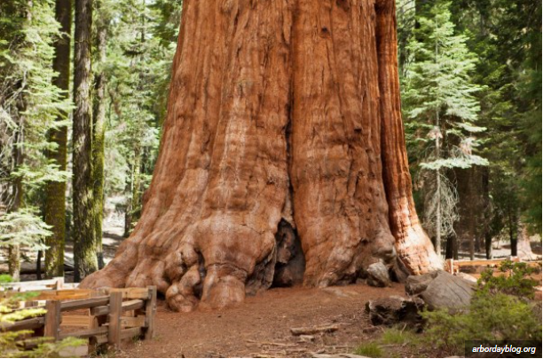 largest tree in the world largest tree in the world