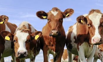 9 Best Beef Cattle To Raise For Profit