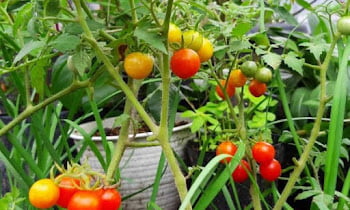 How to grow tomatoes in pots in 8 easy steps