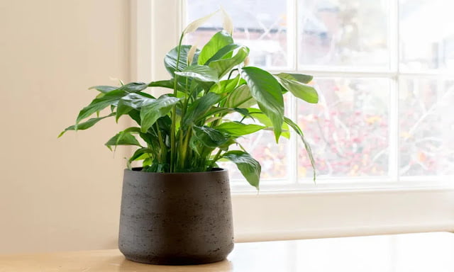 odor absorbing plants odor absorbing plants