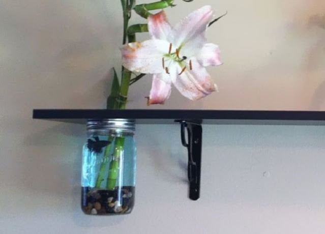 best aquarium design for home