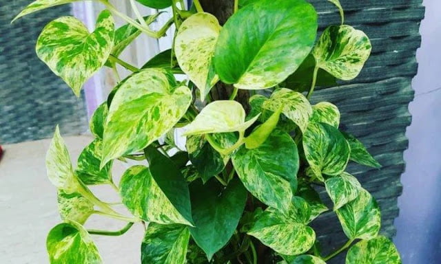 odor absorbing plants odor absorbing plants