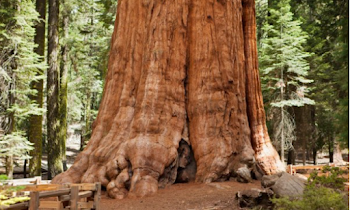 5 Largest Tree in the World with Really Big Trunks!