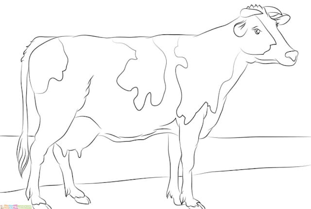 cow pictures for kids