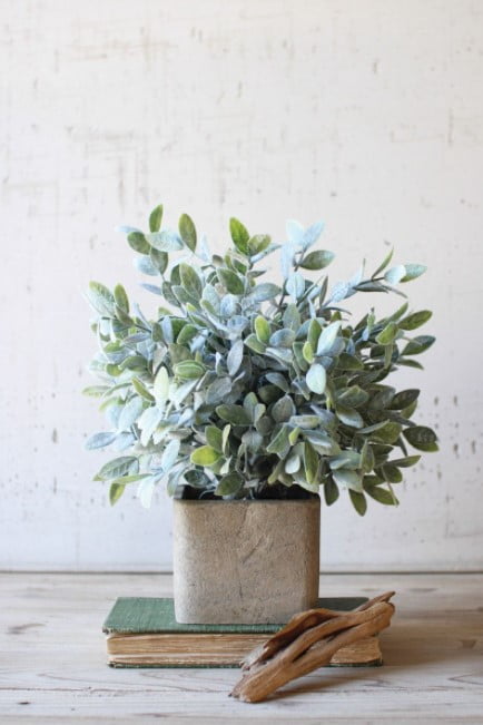 indoor plant trends 2023 indoor plant trends 2023