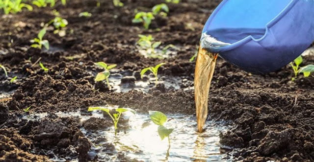 How To Make Liquid Fertilizer From Kitchen Waste. Easy To Do At Home!