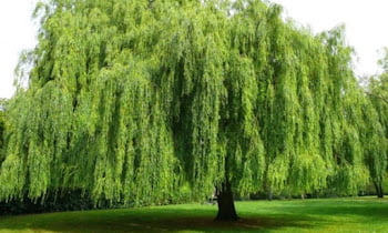Willow Tree Diseases Pictures