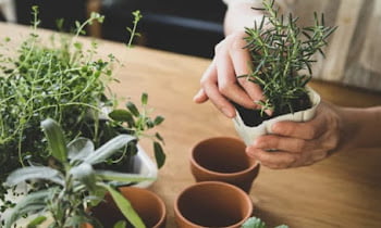 11 Odor Absorbing Plants That Are Easy To Care
