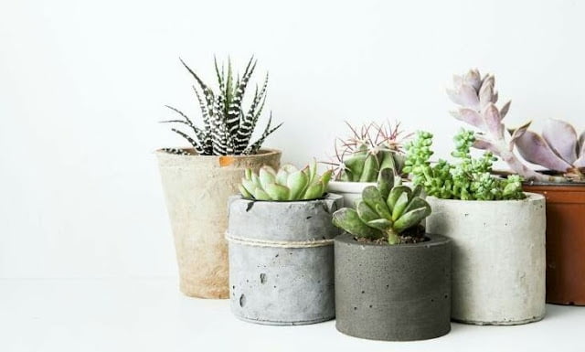 Indoor Ornamental Plants