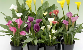 Do calla lilies bloom more than once?