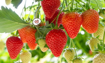 4 Steps for how to grow strawberries from seeds in the house