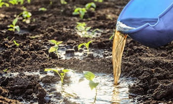 How To Make Liquid Fertilizer From Kitchen Waste. Easy To Do At Home!