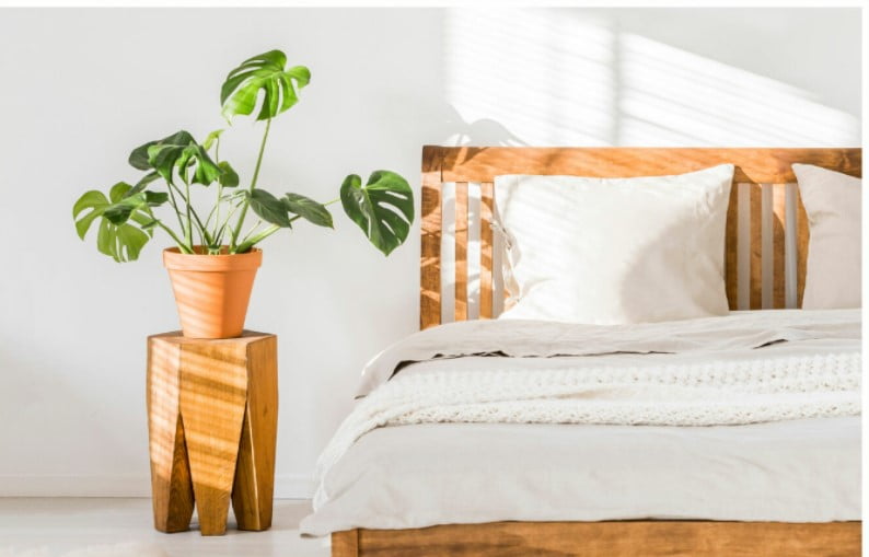 indoor plant trends 2023 indoor plant trends 2023