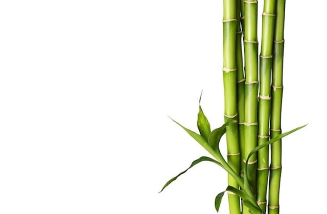 types of water bamboo