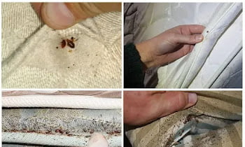 How Do You Get Bed Bugs In Your Bed?