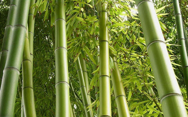 various ways to use bamboo in the interior