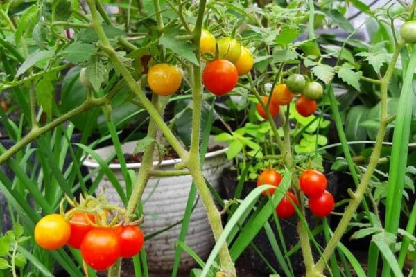 how to grow tomatoes in pots how to grow tomatoes in pots