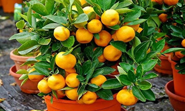 odor absorbing plants odor absorbing plants