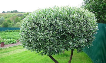 Diseases And Pests Of Willow
