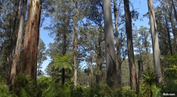 largest tree in the world largest tree in the world